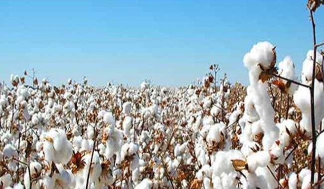 Cotton production increases 7 percent