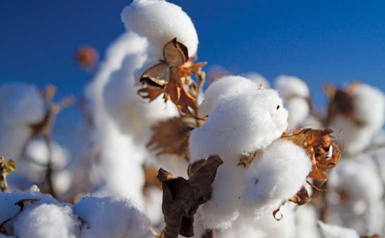 Pakistan among five countries replacing China as major imports of US cotton